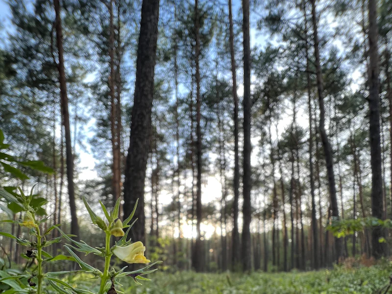 Tall pine trees in a sunlit forest