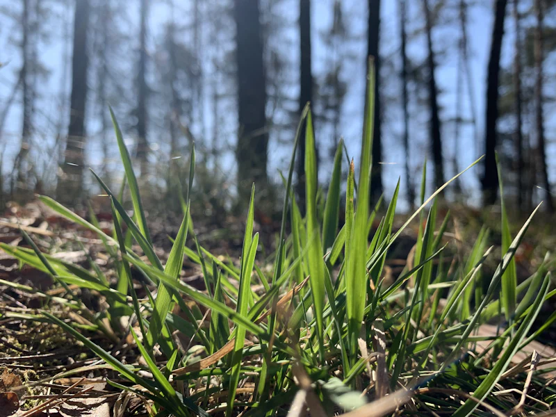 Fresh grass on a forest floor in the morning light